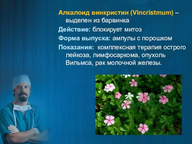 Алкалоид винкристин (Vincristmum) – выделен из барвинка Действие: блокирует митоз