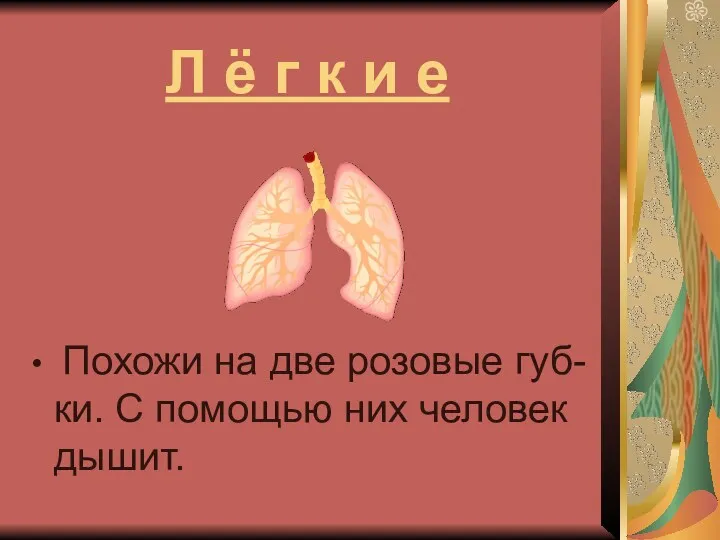 Л ё г к и е Похожи на две розовые губ-ки. С помощью них человек дышит.
