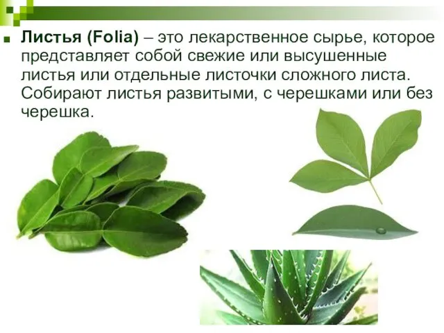 Листья (Folia) – это лекарственное сырье, которое представляет собой свежие или высушенные листья