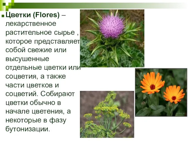 Цветки (Flores) – лекарственное растительное сырье , которое представляет собой свежие или высушенные