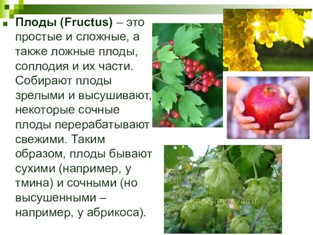 Плоды (Fructus) – это простые и сложные, а также ложные плоды, соплодия и