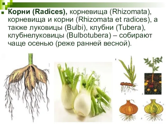 Корни (Radices), корневища (Rhizomata), корневища и корни (Rhizomata et radices), а также луковицы