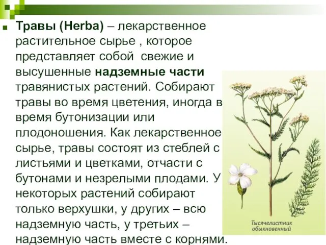 Травы (Herba) – лекарственное растительное сырье , которое представляет собой свежие и высушенные