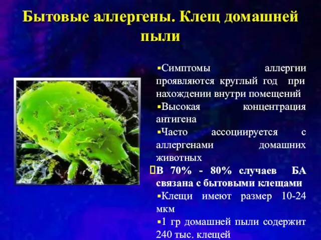 Бытовые аллергены. Клещ домашней пыли Симптомы аллергии проявляются круглый год