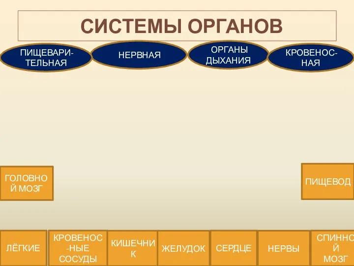 СИСТЕМЫ ОРГАНОВ НЕРВНАЯ ПИЩЕВАРИ-ТЕЛЬНАЯ ОРГАНЫ ДЫХАНИЯ КРОВЕНОС-НАЯ КРОВЕНОС-НЫЕ СОСУДЫ СЕРДЦЕ