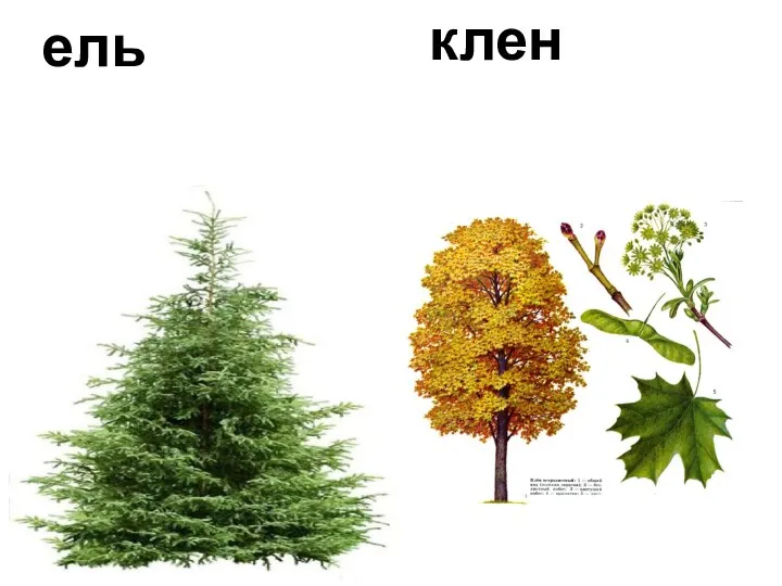 ель клен