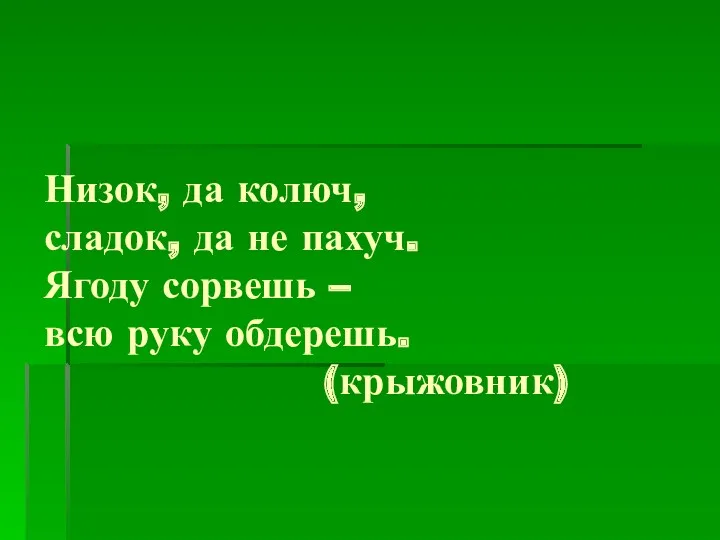 Низок, да колюч, сладок, да не пахуч. Ягоду сорвешь – всю руку обдерешь. (крыжовник)