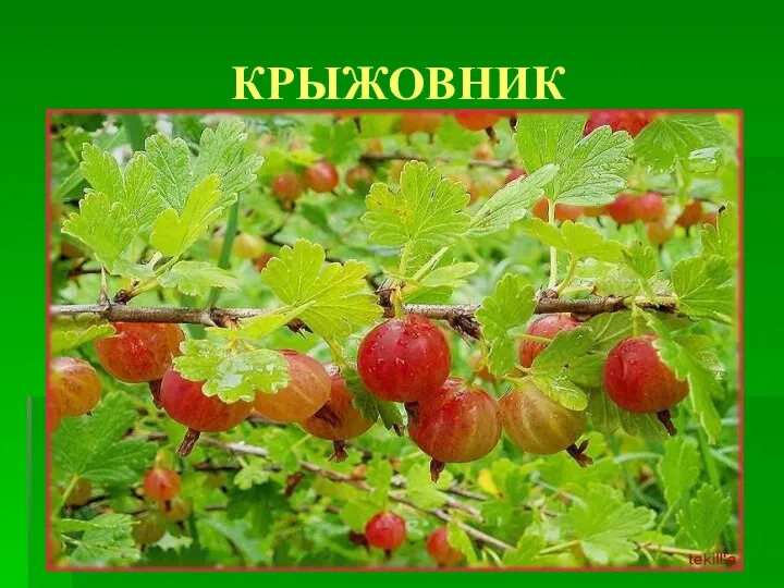 КРЫЖОВНИК