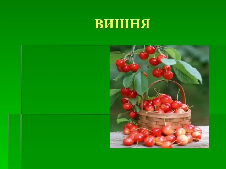 ВИШНЯ