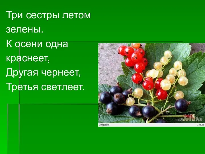 Три сестры летом зелены. К осени одна краснеет, Другая чернеет, Третья светлеет.