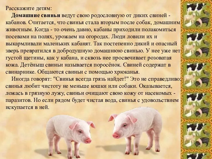 Расскажите детям: Домашние свиньи ведут свою родословную от диких свиней - кабанов. Считается,