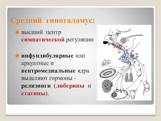 Средний гипоталамус: высший центр симпатической регуляции инфундибулярные или аркуатные и