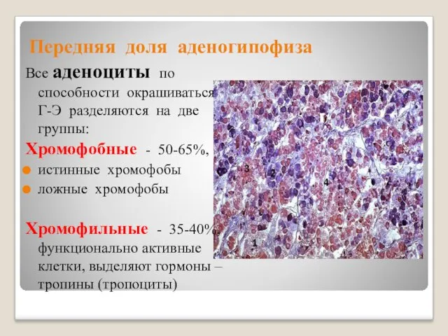 Передняя доля аденогипофиза Все аденоциты по способности окрашиваться Г-Э разделяются