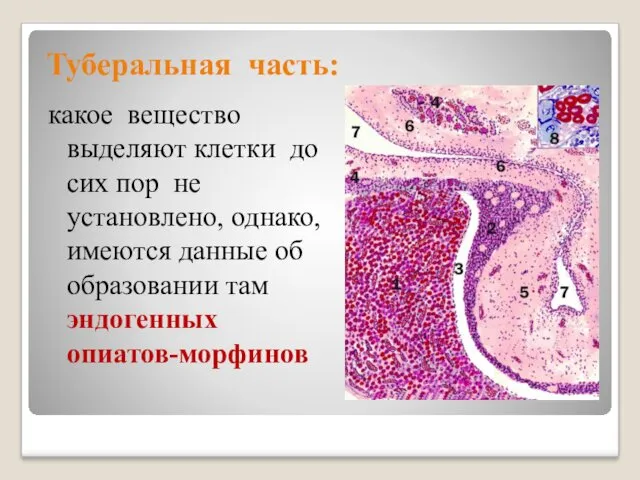 Туберальная часть: какое вещество выделяют клетки до сих пор не