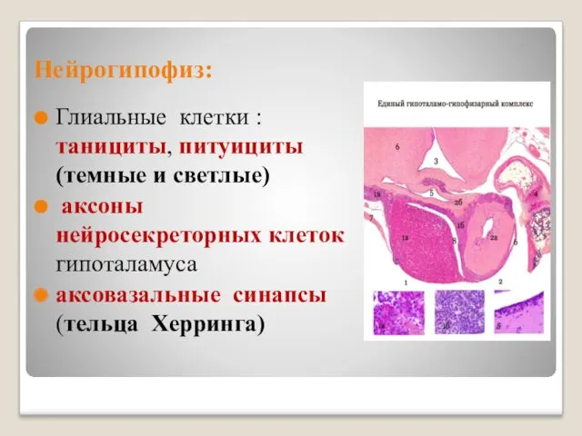 Нейрогипофиз: Глиальные клетки : танициты, питуициты (темные и светлые) аксоны