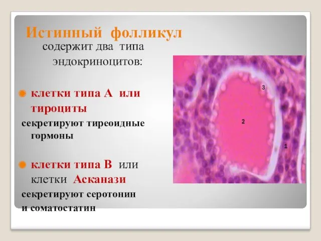 Истинный фолликул содержит два типа эндокриноцитов: клетки типа А или