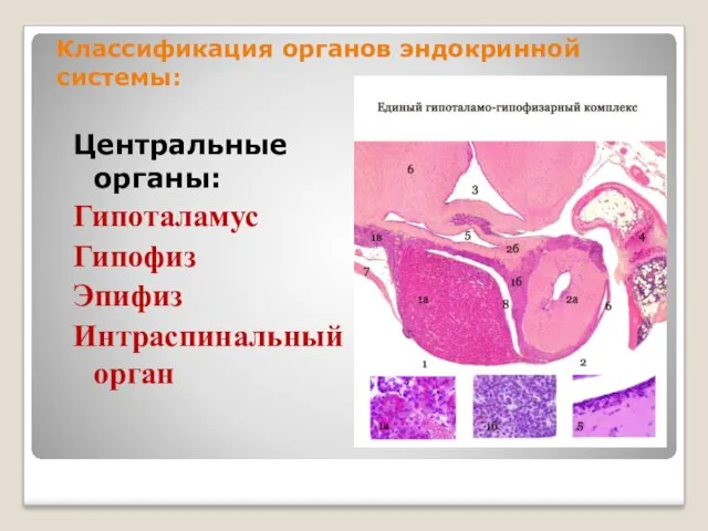 Классификация органов эндокринной системы: Центральные органы: Гипоталамус Гипофиз Эпифиз Интраспинальный орган