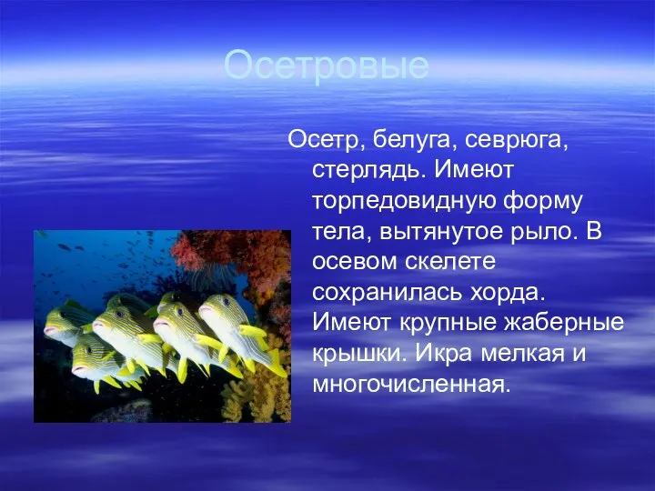 Осетровые Осетр, белуга, севрюга, стерлядь. Имеют торпедовидную форму тела, вытянутое рыло. В осевом