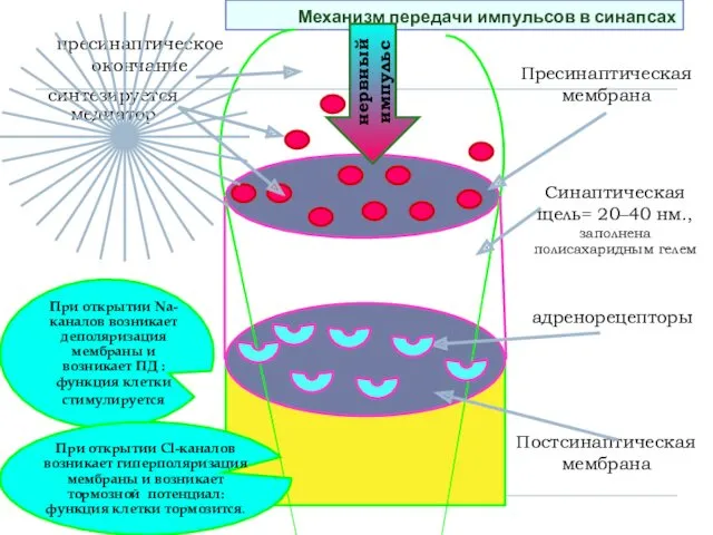 Механизм передачи импульсов в синапсах Пресинаптическая мембрана Постсинаптическая мембрана Синаптическая