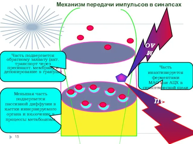 Механизм передачи импульсов в синапсах После реакции с рецептором медиатор