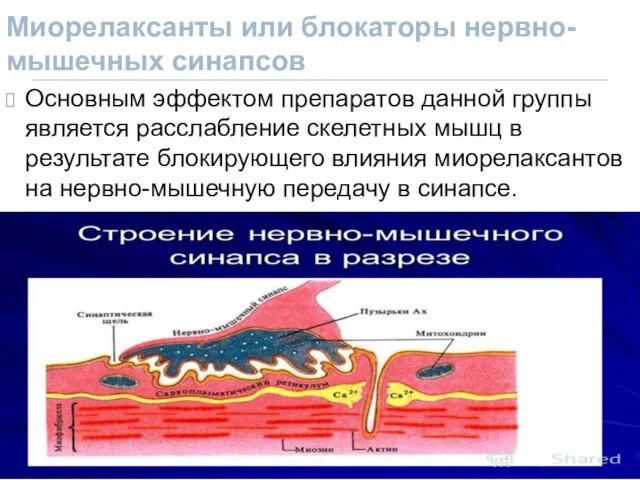 Миорелаксанты или блокаторы нервно-мышечных синапсов Основным эффектом препаратов данной группы