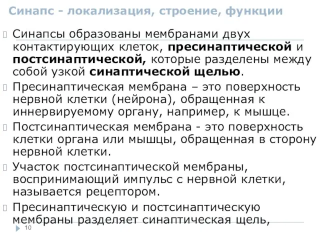 Синапс - локализация, строение, функции Синапсы образованы мембранами двух контактирующих