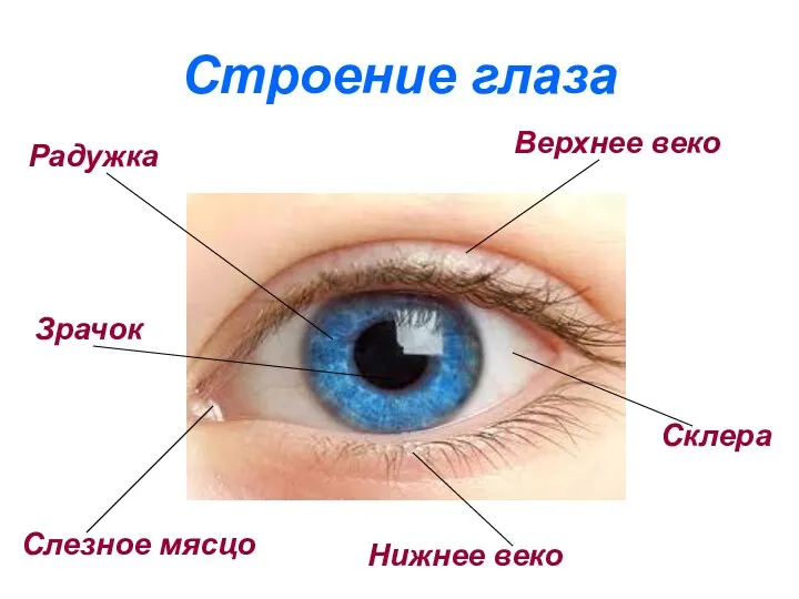 Строение глаза Радужка Верхнее веко Нижнее веко Склера Слезное мясцо Зрачок