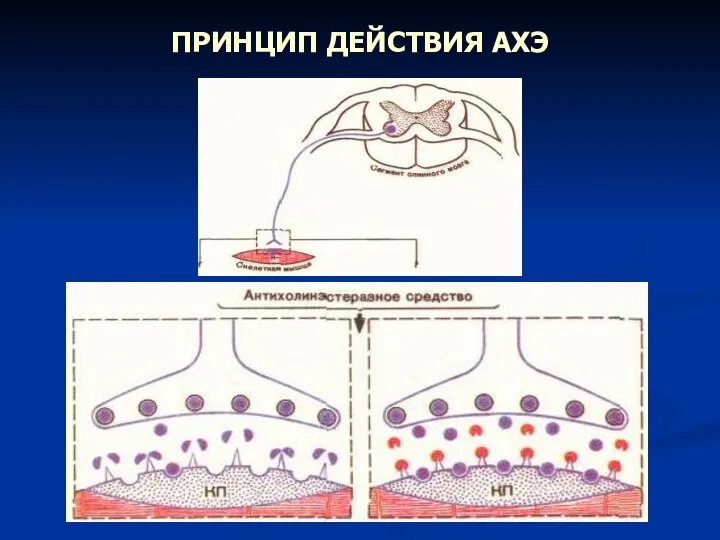 ПРИНЦИП ДЕЙСТВИЯ АХЭ