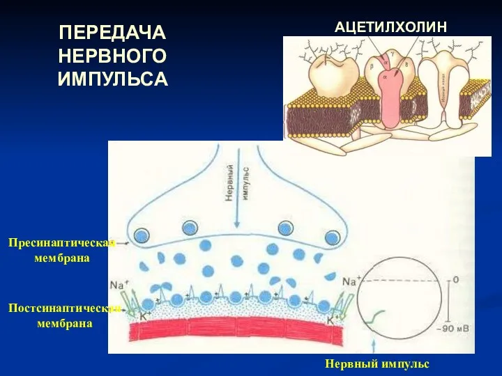 ПЕРЕДАЧА НЕРВНОГО ИМПУЛЬСА Пресинаптическая мембрана Постсинаптическая мембрана Нервный импульс