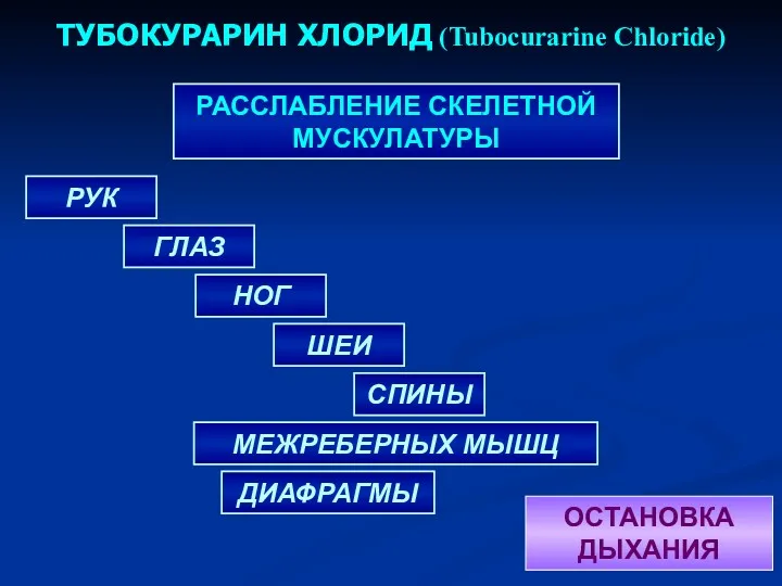 ТУБОКУРАРИН ХЛОРИД (Tubocurarine Chloride) РУК МЕЖРЕБЕРНЫХ МЫШЦ ДИАФРАГМЫ ГЛАЗ НОГ