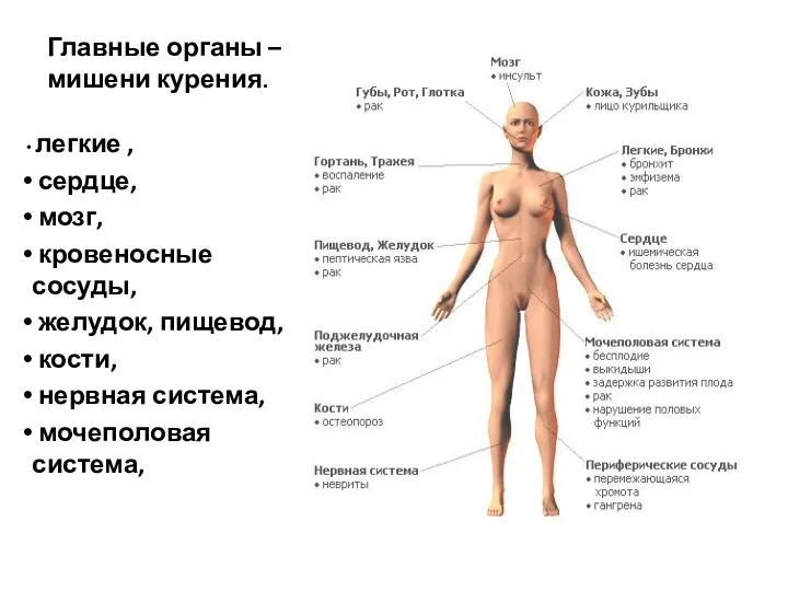 Главные органы – мишени курения. легкие , сердце, мозг, кровеносные