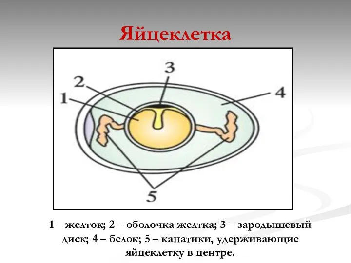 Яйцеклетка 1 – желток; 2 – оболочка желтка; 3 –