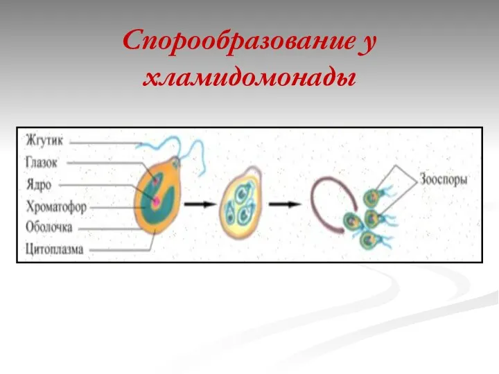 Спорообразование у хламидомонады