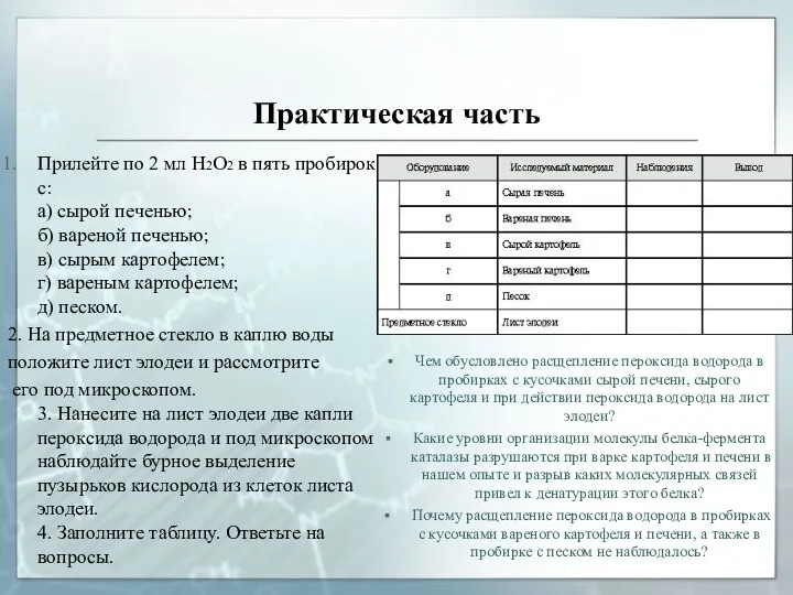 Практическая часть Прилейте по 2 мл Н2О2 в пять пробирок