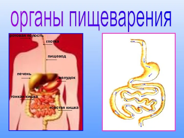 глотка ротовая полость пищевод печень желудок тонкая кишка толстая кишка органы пищеварения