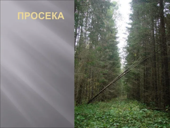 ПРОСЕКА