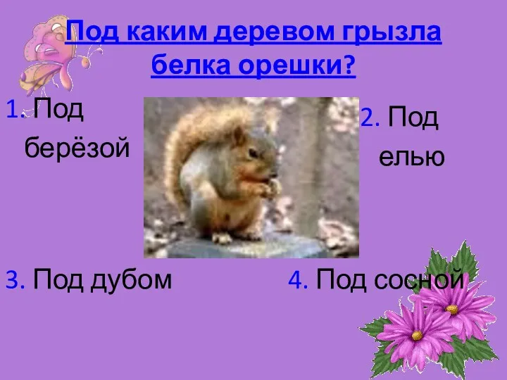 Под каким деревом грызла белка орешки? 1. Под берёзой 2.