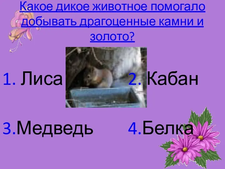 Какое дикое животное помогало добывать драгоценные камни и золото? 1. Лиса 2. Кабан 3.Медведь 4.Белка