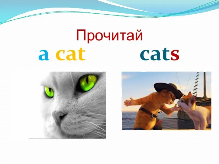 Прочитай a cat cats