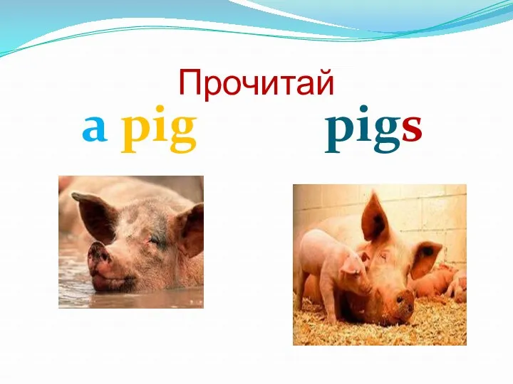 Прочитай a pig pigs