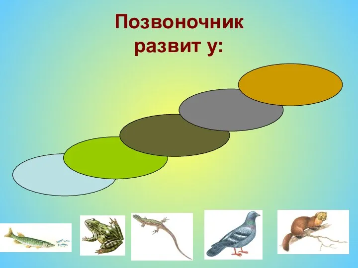 Позвоночник развит у: