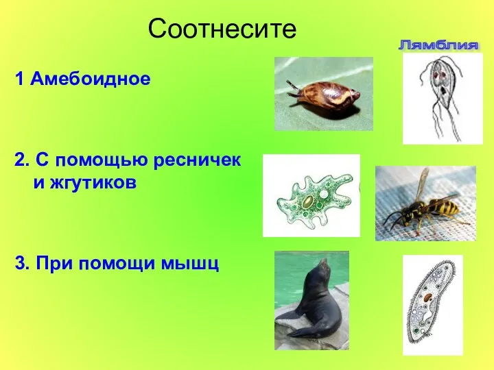 Соотнесите 1 Амебоидное 2. С помощью ресничек и жгутиков 3. При помощи мышц Лямблия