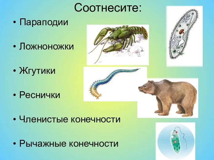 Соотнесите: Параподии Ложноножки Жгутики Реснички Членистые конечности Рычажные конечности