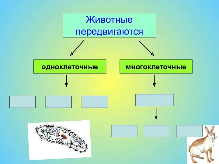 Животные передвигаются одноклеточные многоклеточные