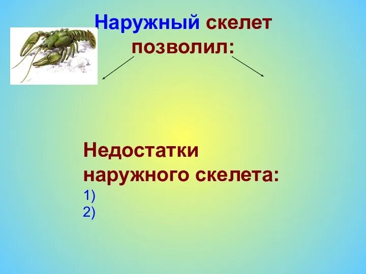 Наружный скелет позволил: Недостатки наружного скелета: 1) 2)