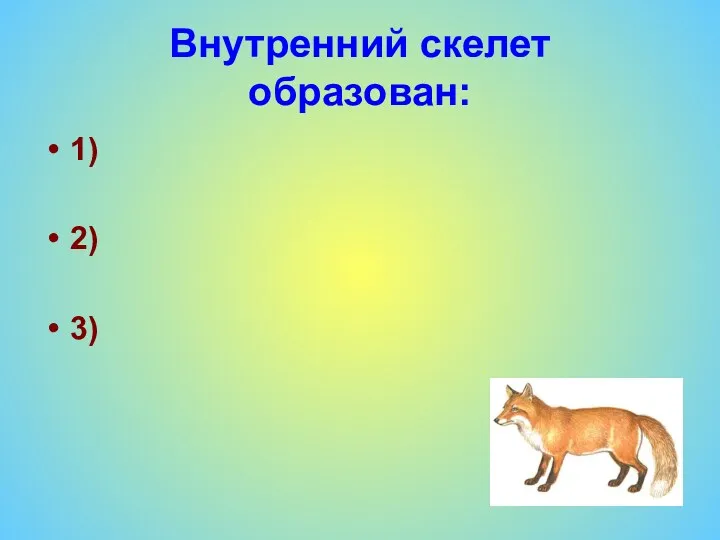 Внутренний скелет образован: 1) 2) 3)