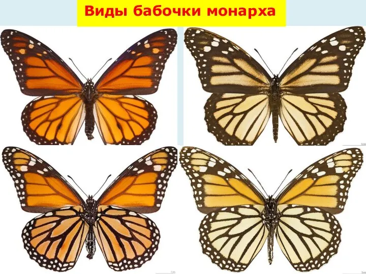 Виды бабочки монарха