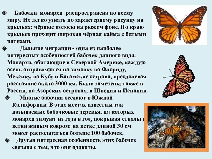 Бабочки монархи распространена по всему миру. Их легко узнать по