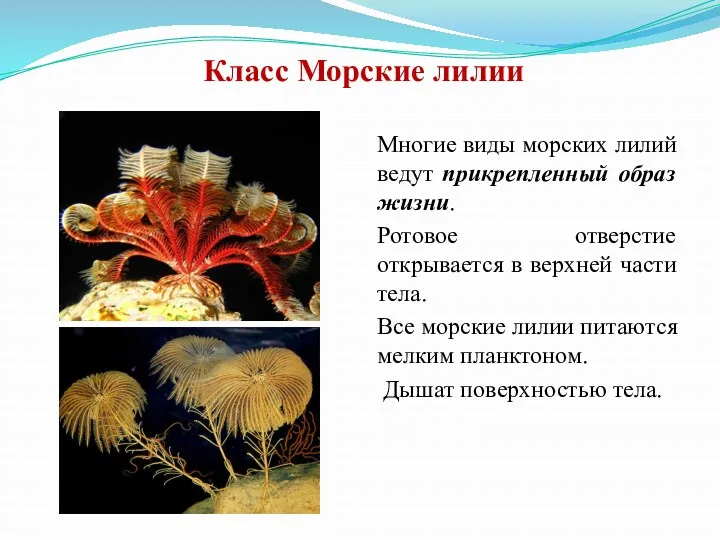 Класс Морские лилии Многие виды морских лилий ведут прикрепленный образ