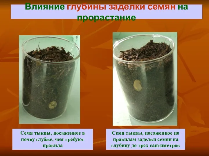 Влияние глубины заделки семян на прорастание Семя тыквы, посаженное по